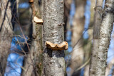 The birch polypore, birch bracket, or razor strop (Fomitopsis betulina (previously Piptoporus betulinus) , is a common bracket fungus.