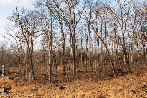 Bare woods in Gettysburg, Pennsylvania, USA on a sunny winter day