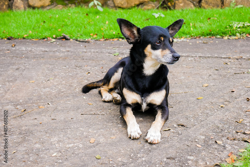 Lancashire Heeler dog sitting in the ground