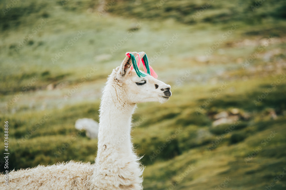 Fototapeta premium Retrato de alpacas