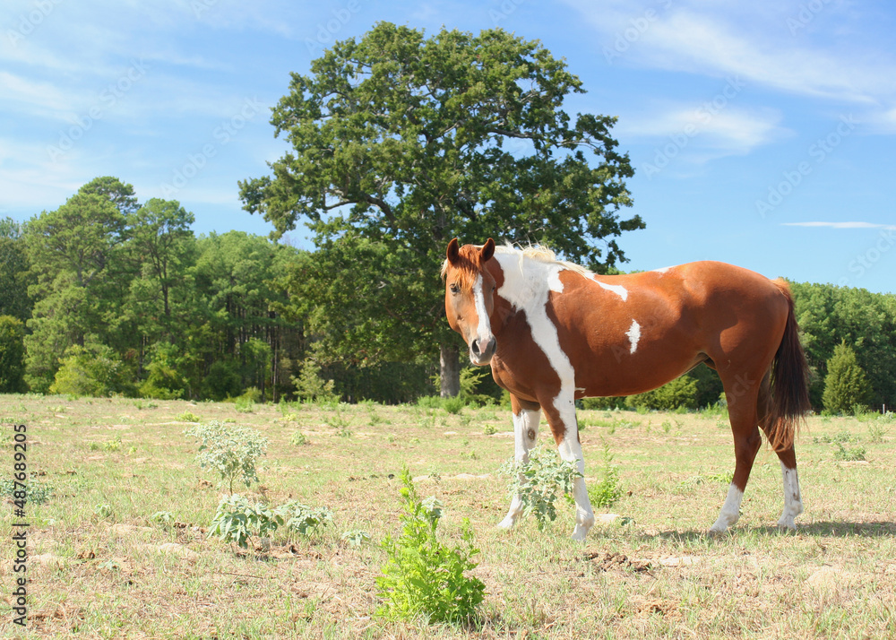 Brown and White Horse in Pasture located in Rural East Texas Brown and White Horse in Pasture located in Rural East Texas