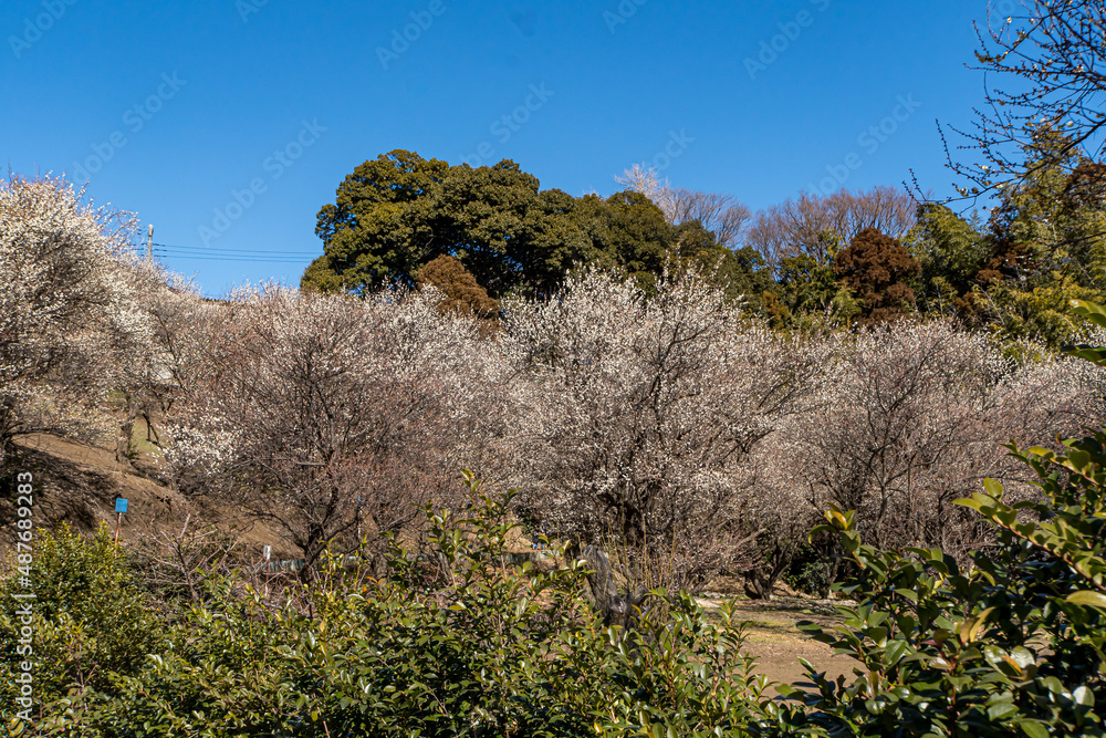 White plum blossoms in the farmyard	