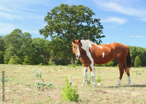Brown and White Horse in Pasture located in Rural East Texas © LMPark Photos