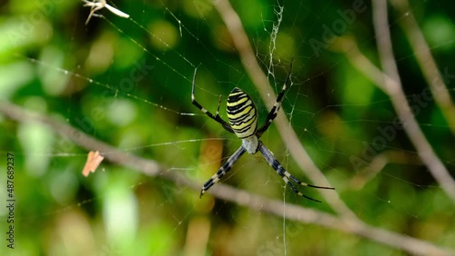 Spider close-up on a web against a background of green nature, zooming. Large poisonous spider family Argiope bruennichi in summer forest. Wasp spider is a type of araneomorphic spiders. photo