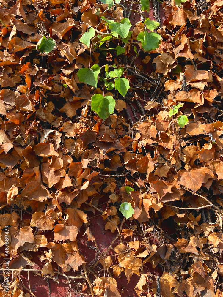 Autumn leaves Autumn leaves
