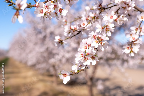 cherry blossom in spring