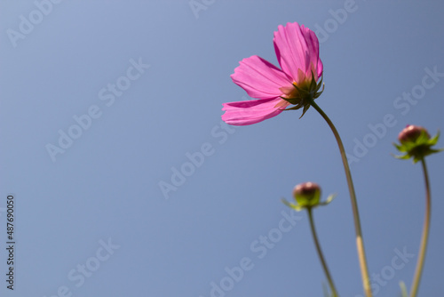 cosmos flower on blue sky background