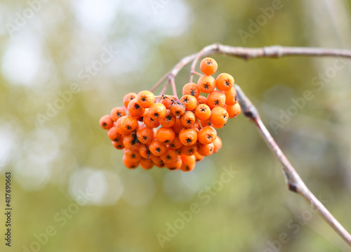 Foto Rowan Amur (Sorbus pohuashanensis) growing in Far East Russia
