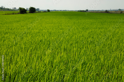 Beautiful green rice field landscape in the morning