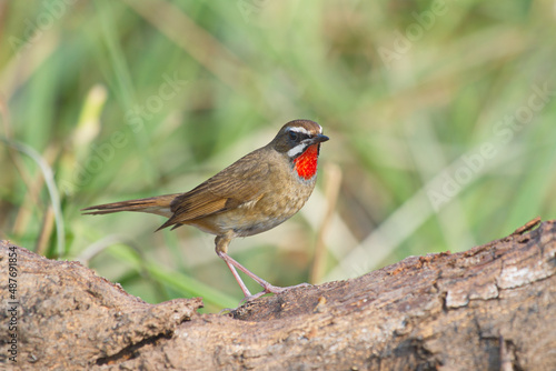 A closeup shot of a redthroat nightingale perched on a wooden surface photo