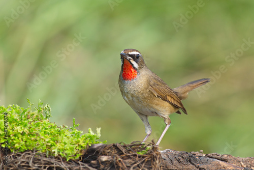 A closeup shot of a redthroat nightingale perched on a wooden surface photo