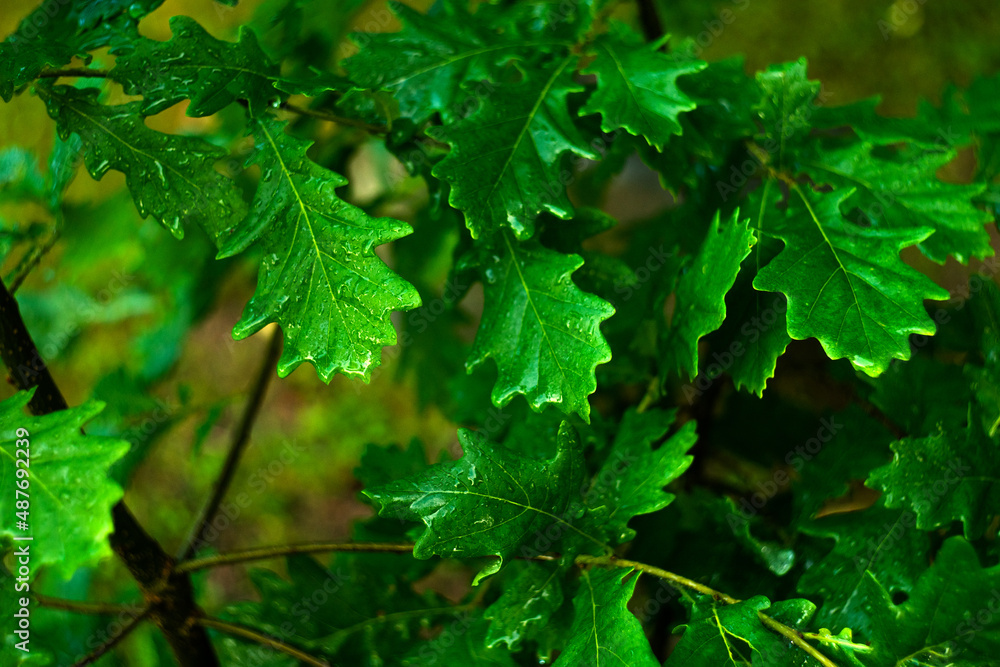 Green oak leaves on a tree in the forest. The oak tree. Green oak leaves on a tree in the forest. The oak tree.