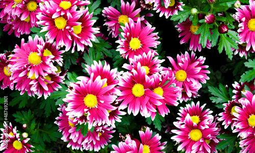 close-up of Chinese aster