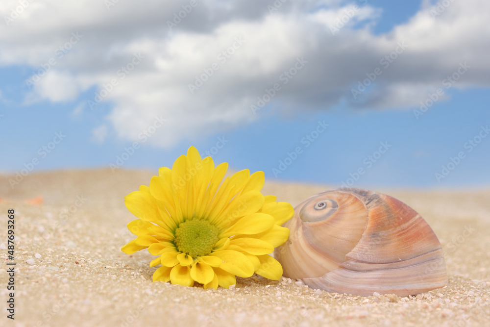 Sea Shell and Flower on Sandy Beach Sea Shell and Flower on Sandy Beach