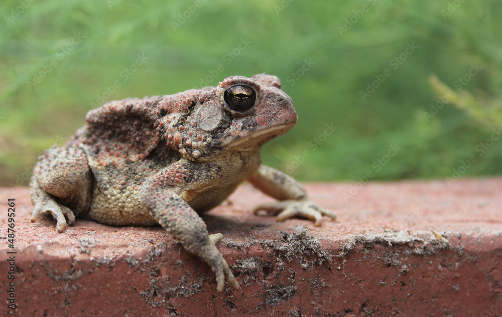 Texas Toad Anaxyrus speciosus in Organic Garden Texas Toad Anaxyrus speciosus in Organic Garden
