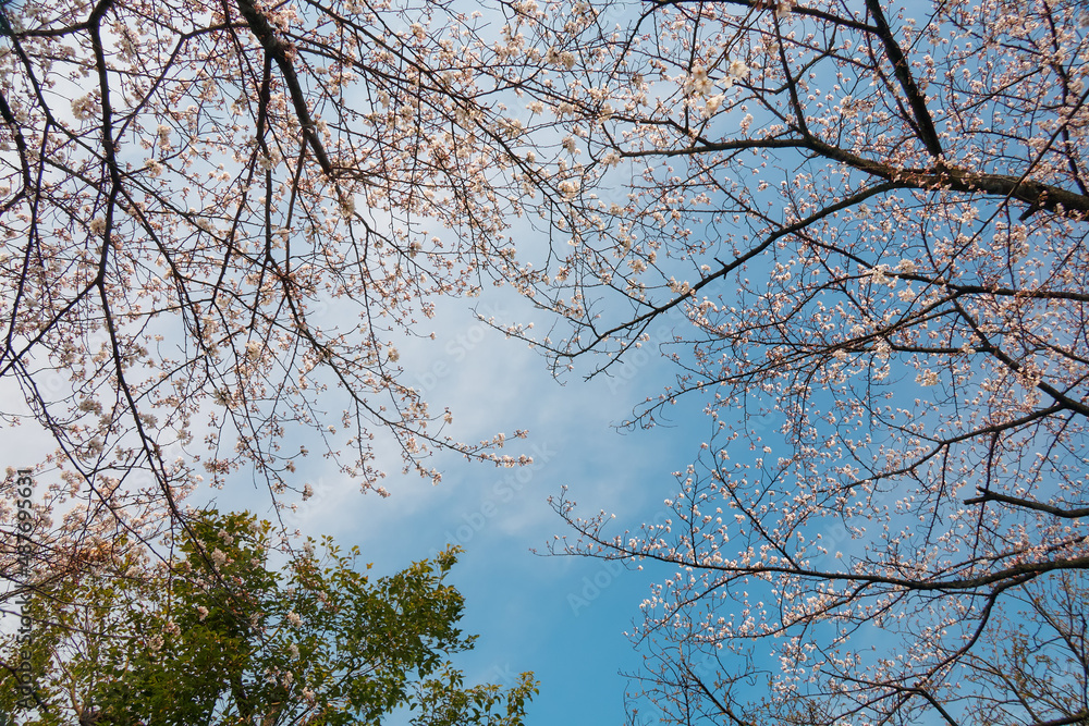 The sakura cherry trees just started to bloom in the spring season. Japan The sakura cherry trees just started to bloom in the spring season. Japan