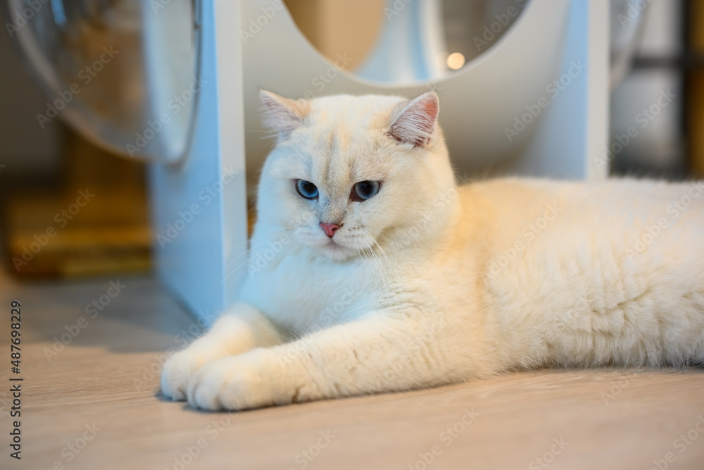 Handsome young cat posing sitting and looking down on the ground, silver British Shorthair cat with big beautiful blue eyes, Contest grade white cat. sitting comfortably on the floor in the house.