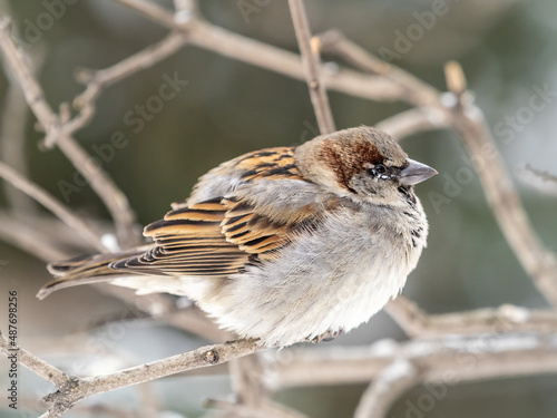 Sparrow sits on a branch without leaves.