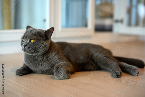 Blue British Shorthair cat with orange eyes, black cat relaxing on the floor of the house, handsome young cat posing and looking sideways.
