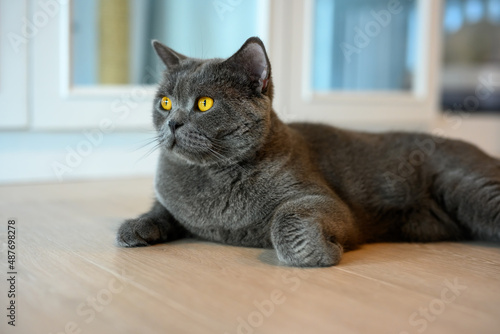Blue British Shorthair cat with orange eyes, black cat relaxing on the floor of the house, handsome young cat posing and looking sideways.