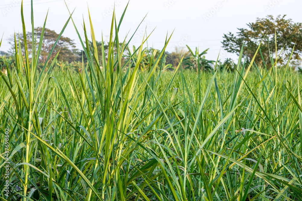 Fototapeta premium Fresh green wild grass on a field close up shot