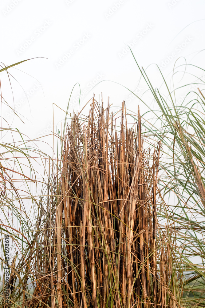 Fototapeta premium Dried wild blade or straw grass on a field close up shot