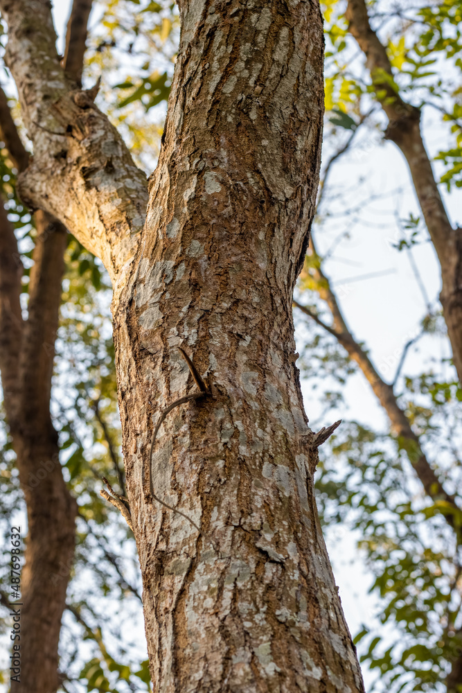 Aged tree branch with rugged bark inside of the forest