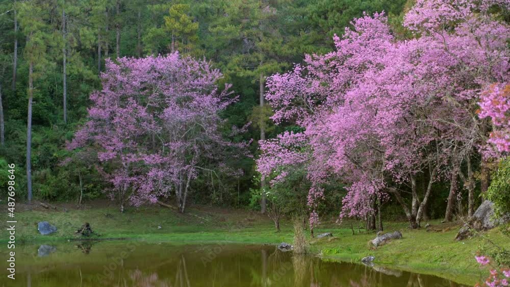Cherry blossom trees near mountain lake with rocks. Beautiful landscape with blooming pink sakura and mountain river at sunset. Relaxation, tranquility and peace nature Cherry blossom trees near mountain lake with rocks. Beautiful landscape with blooming pink sakura and mountain river at sunset. Relaxation, tranquility and peace nature