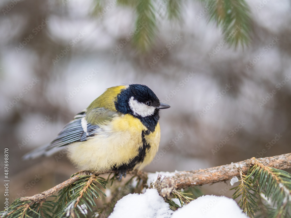 Cute bird Great tit, songbird sitting on the fir branch with snow in winter Cute bird Great tit, songbird sitting on the fir branch with snow in winter