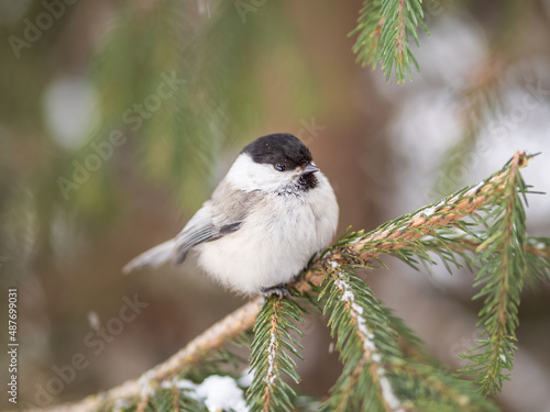 Cute bird the willow tit, song bird sitting on the fir branch with snow in winter