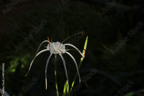 Close-up of white spider lily flower against a dark background