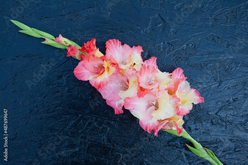 Valokuva gladioli, flowers gladioli on the background, background, vegetables, place for