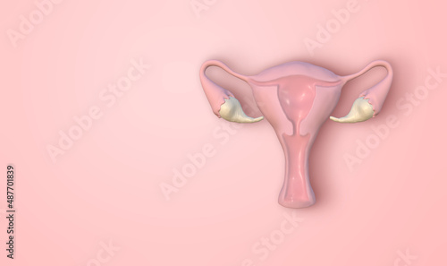 Cross section image of women uterus with uterine wall, uterine cavity and vagina on pink background with copyspace. 3D rendering image.