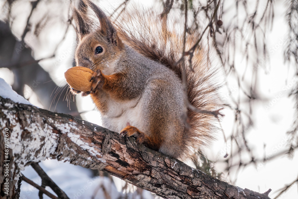 The squirrel with nut sits on tree in the winter or late autumn The squirrel with nut sits on tree in the winter or late autumn