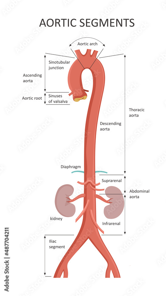 Aortic Segments. Diagrams depicting the ascending aorta and an overview of the aorta. - obrazy, fototapety, plakaty 