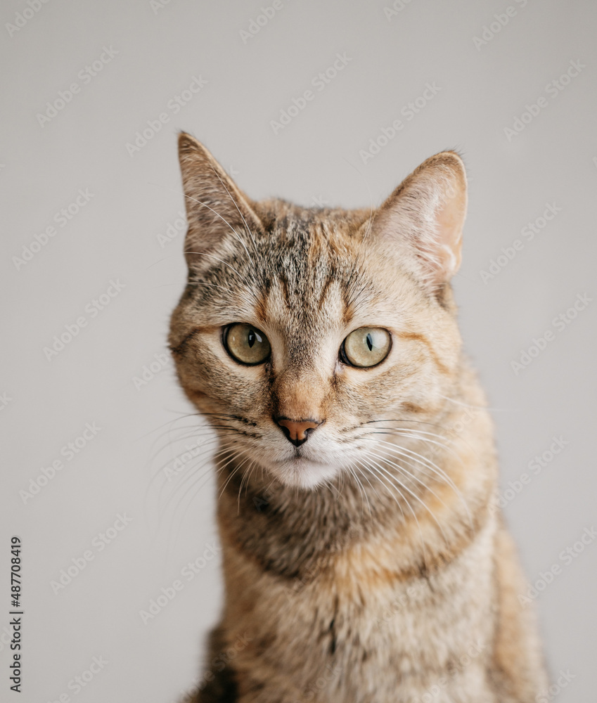 Portrait of a serious ginger cat on a gray background.