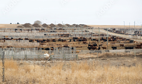 A large herd of beef cattle in a feed lot during the winter season. Taken in Alberta, Canada