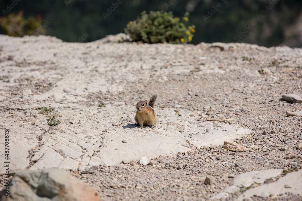Curious red tailed chipmunk in Waterton, Alberta Curious red tailed chipmunk in Waterton, Alberta