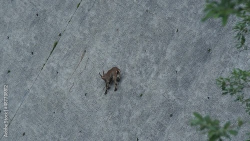 Alpine ibexes climb the steep walls of the Barbellino dam to lick the saltpetre, an efflorescence that forms on concrete buildings. Orobie alps. Italian alps. Wonders of nature