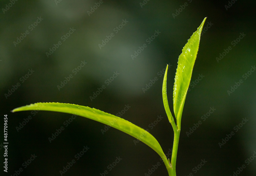 Close-up fresh tea leaves in plantation Close-up fresh tea leaves in plantation