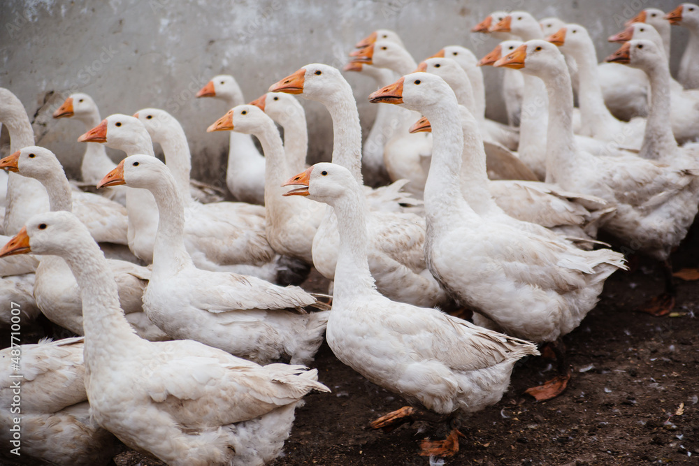 Obraz premium A flock of domestic white geese on a farm. White feathers.