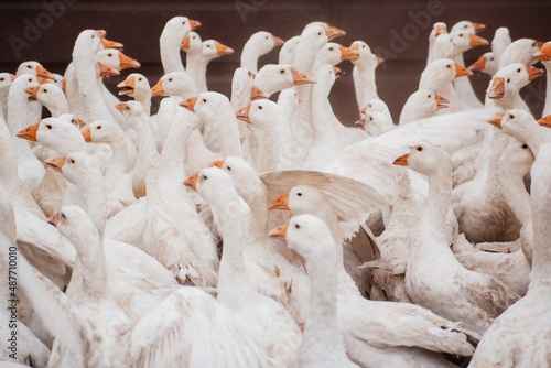 A flock of domestic white geese on a farm. White feathers.