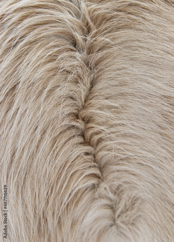 Fototapeta premium white animal fur as background