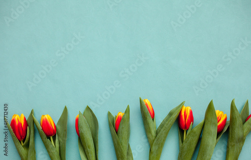 Top view photo of tulip flowers for your inscription on an isolated blue background with copy space