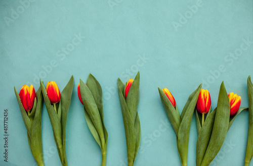 Top view photo of tulip flowers for your inscription on an isolated blue background with copy space