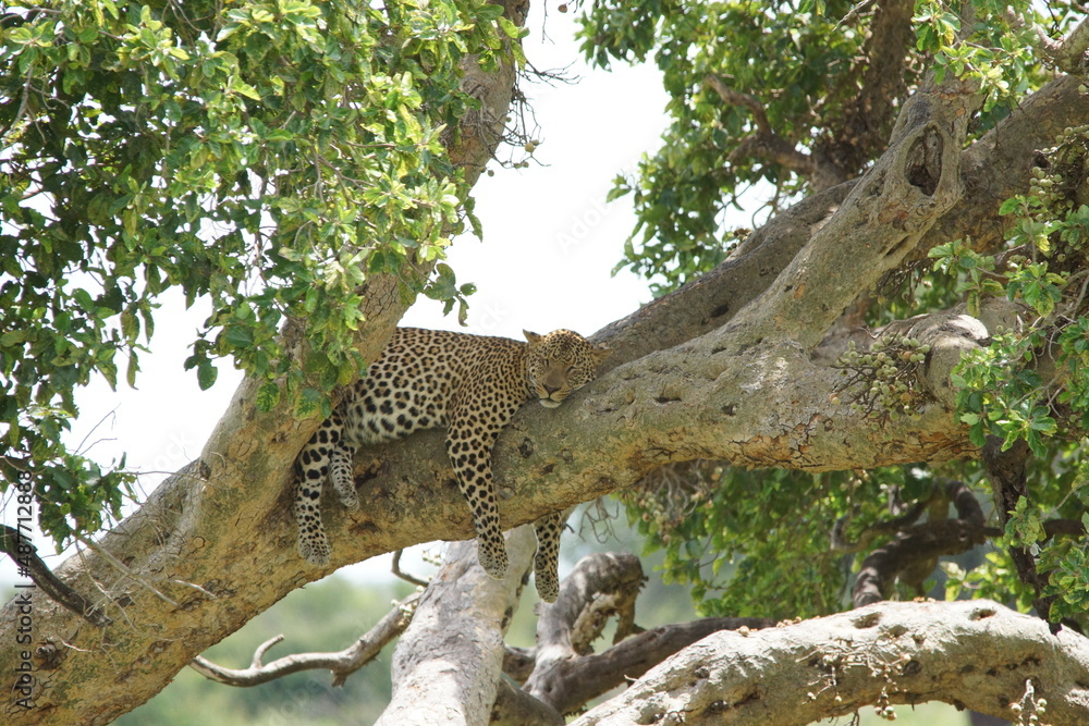 Leopard sleeping in tree Kruger park Leopard sleeping in tree Kruger park
