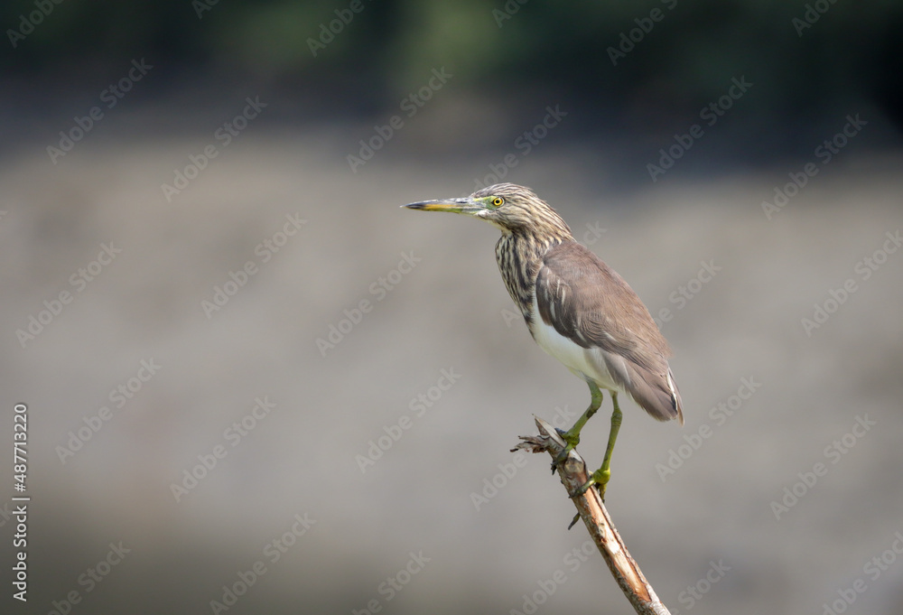 Indian pond heron perched on a branch. Indian pond heron or paddybird is a small heron. It is of Old World origins, breeding in southern Iran and east to the Indian subcontinent, Burma, and Sri Lanka. Indian pond heron perched on a branch. Indian pond heron or paddybird is a small heron. It is of Old World origins, breeding in southern Iran and east to the Indian subcontinent, Burma, and Sri Lanka.