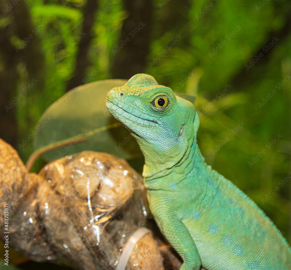Fototapeta premium green lizard gecko on a branch