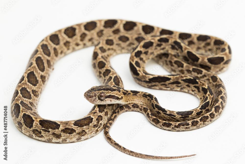 The many-spotted cat snake Boiga multomaculata isolated on white background
The many-spotted cat snake Boiga multomaculata isolated on white background