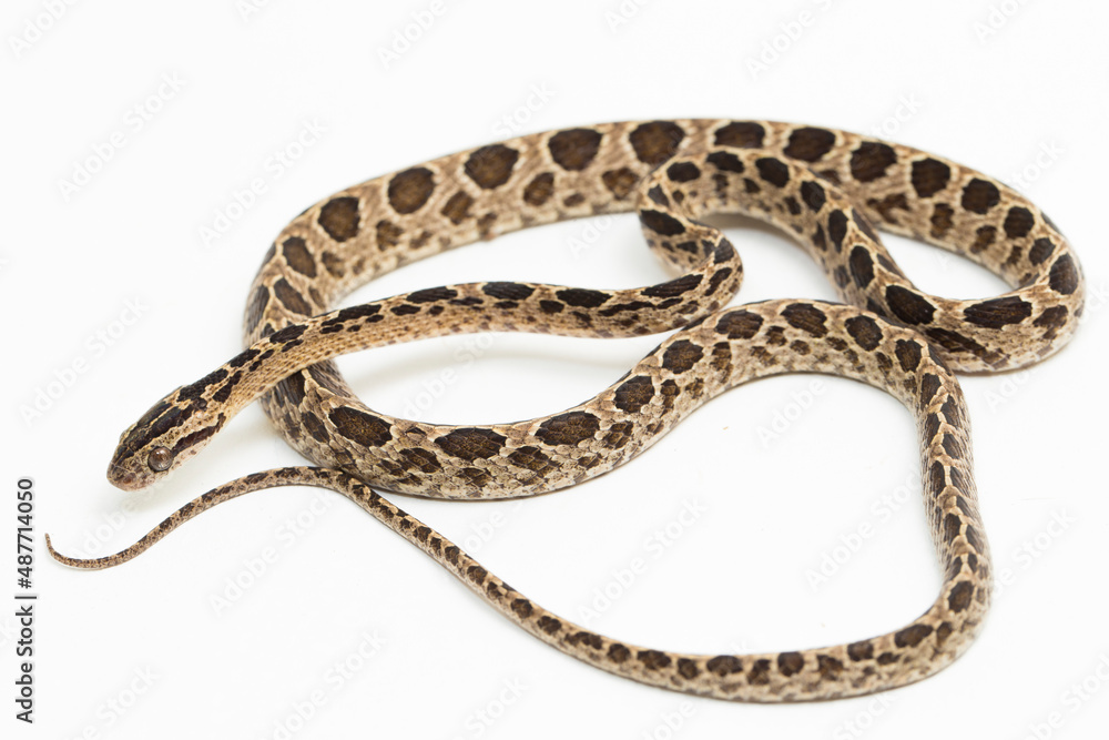The many-spotted cat snake Boiga multomaculata isolated on white background
The many-spotted cat snake Boiga multomaculata isolated on white background